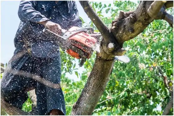 tree services Tallaboa Alta